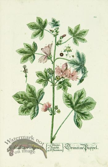 Blackwell German 223